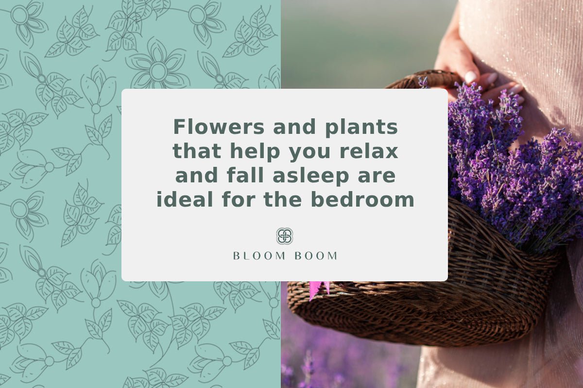 Flowers and plants that help you relax and fall asleep are ideal for the bedroom
