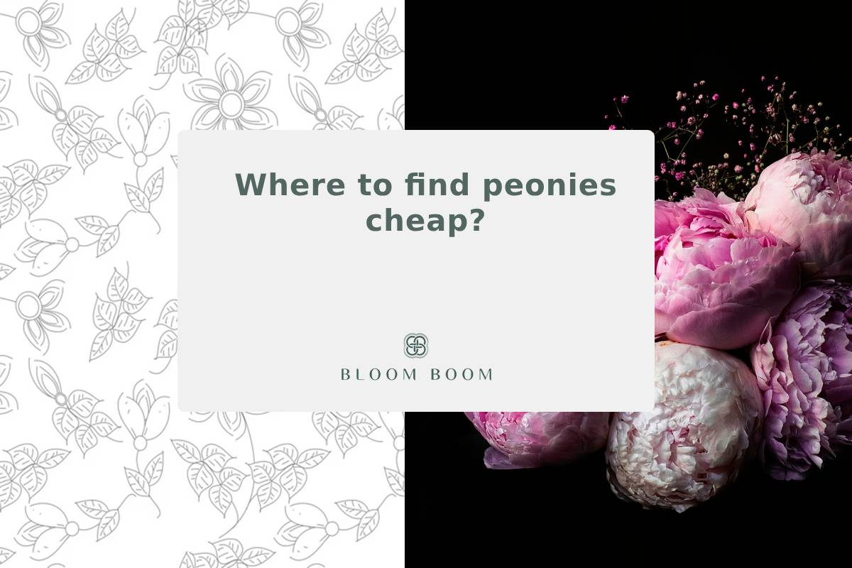 Where to find peonies cheap?