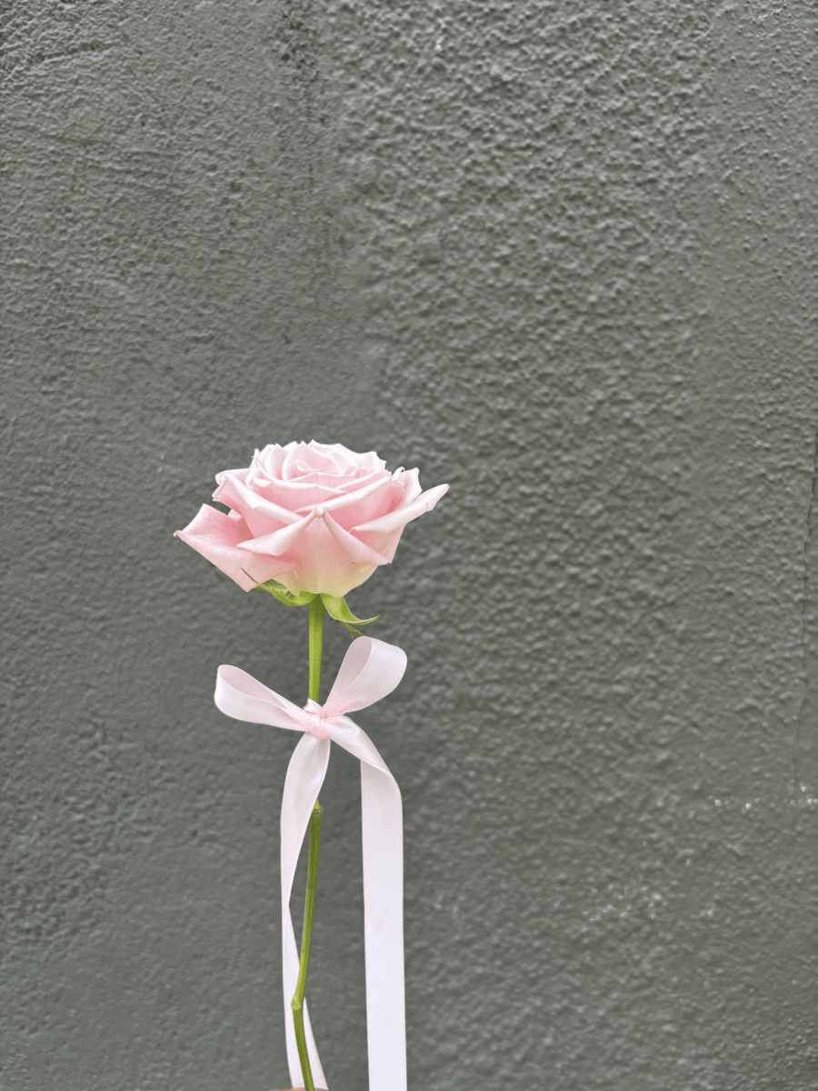 The Prima Rose — single pink rose with pale pink ribbon, recital bouquet by Bloom Boom for Tutu School