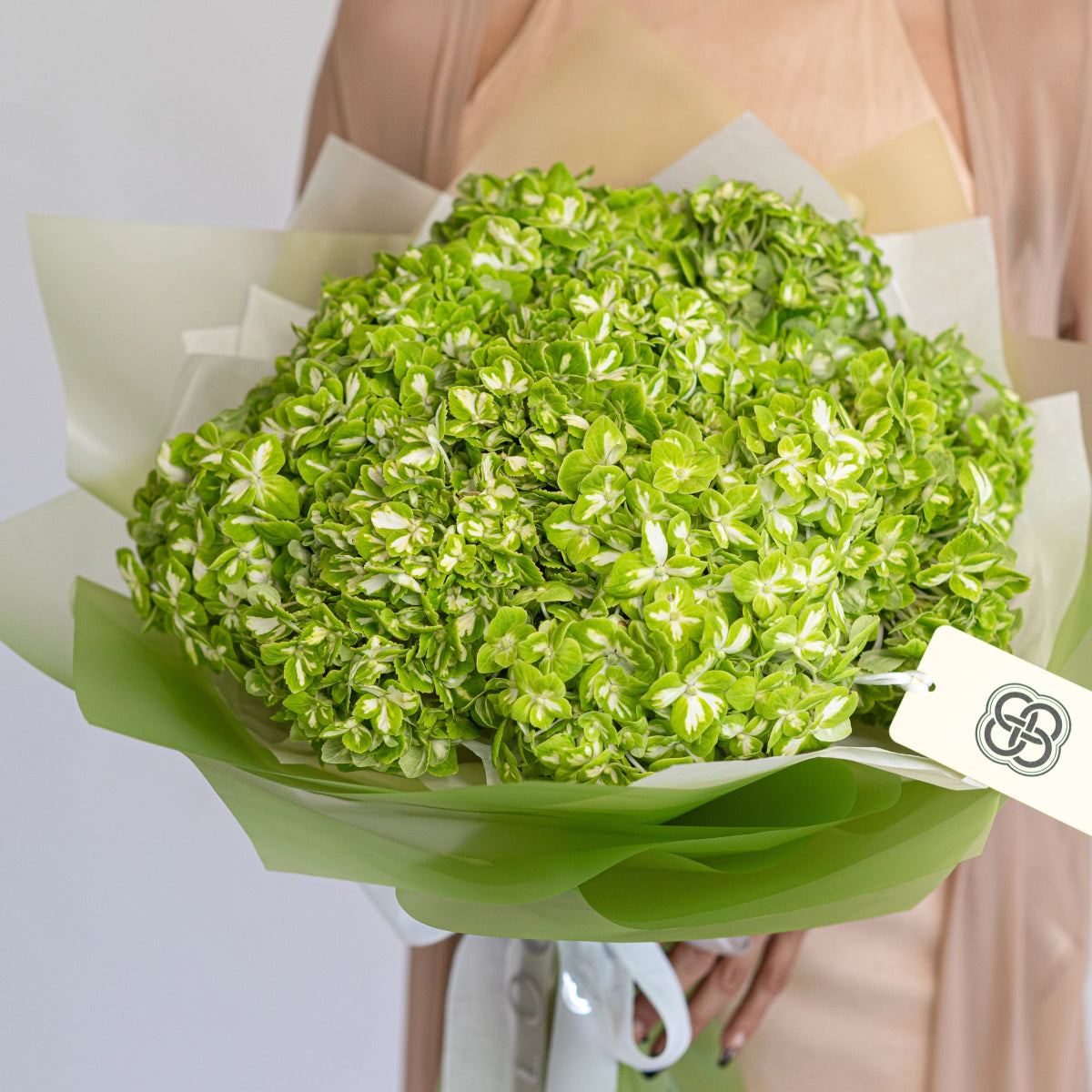 Fresh green hydrangea bouquet with white paper wrapping and green tissue paper, held by person in beige coat