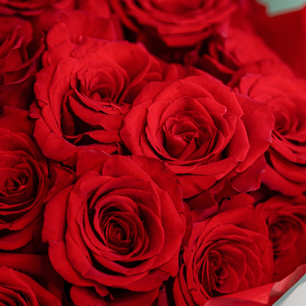 Fresh red roses bouquet with layered petals and rich crimson color, perfect for romantic occasions
