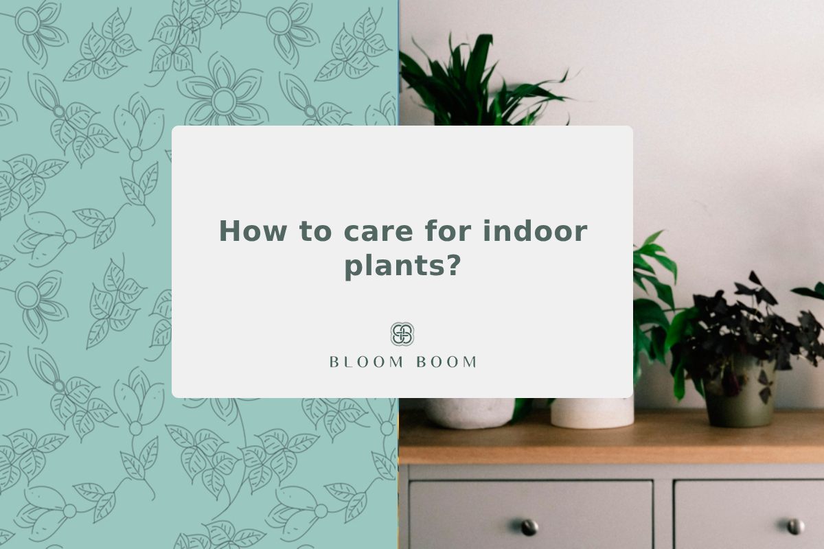 How to care for indoor plants?
