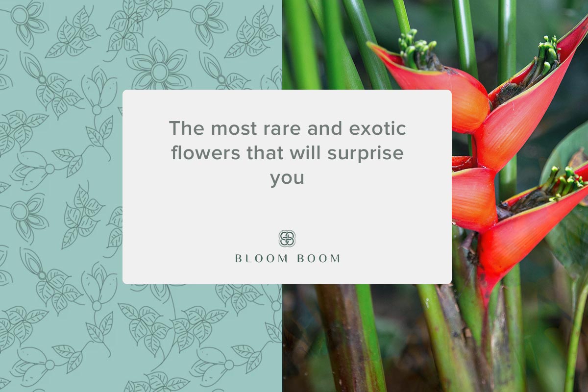 The most rare and exotic flowers that will surprise you