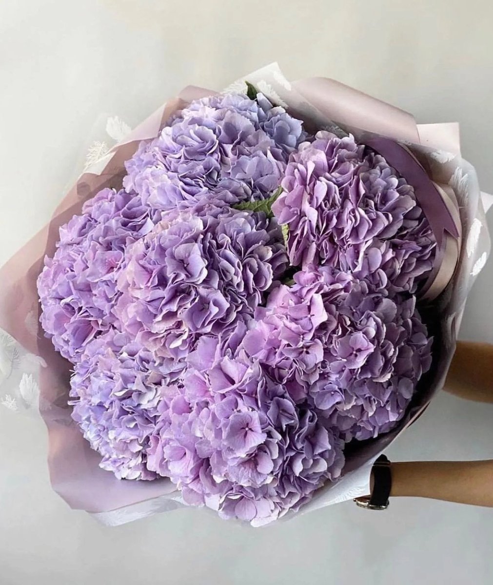 Hydrangeas - Bloom Boom Flowers