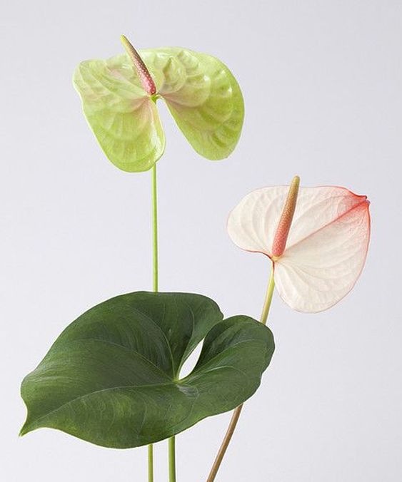 Plants
