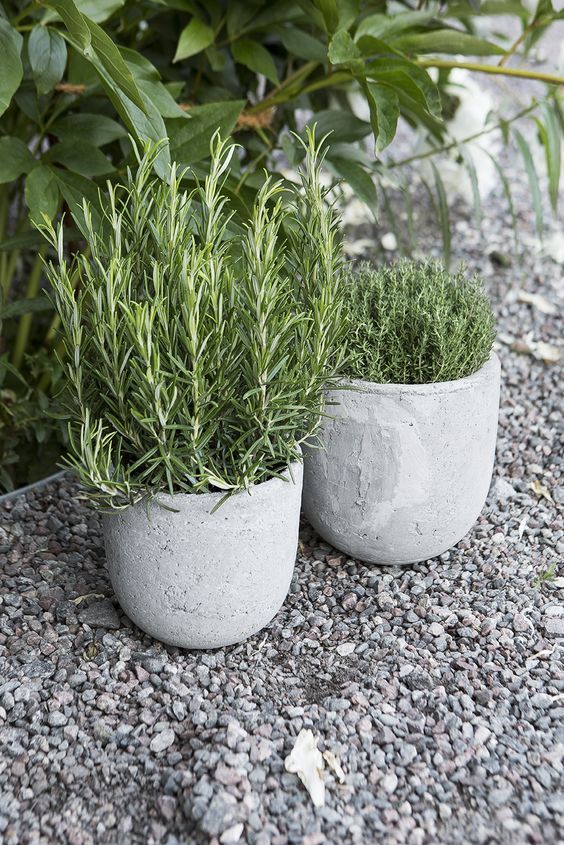Meerlo Lavender (Lavandula)