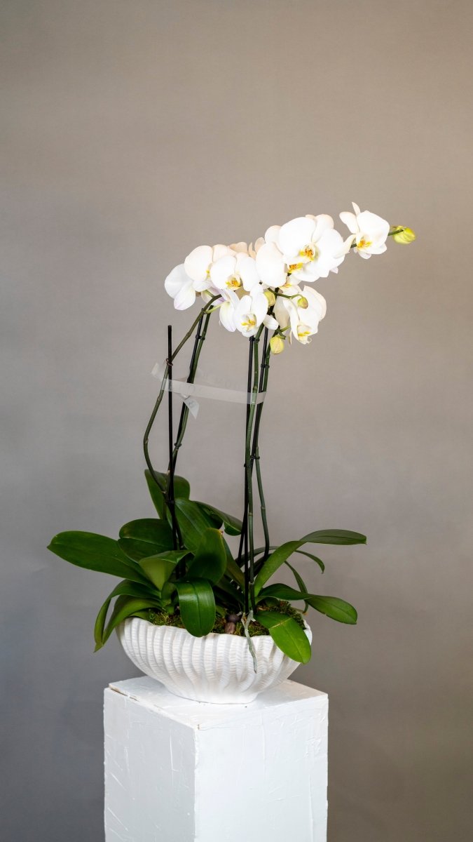 4 Stemmed White Orchid Plant