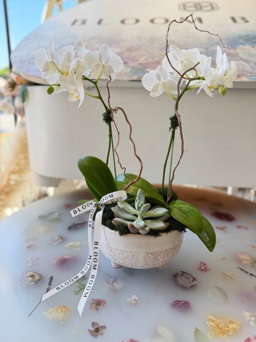Twin Orchid & Succulent Bowl