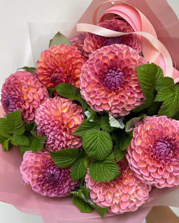 Bouquet of 15 pink dahlias