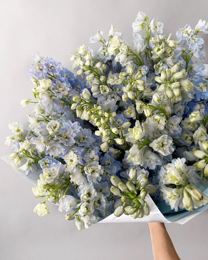 Bouquet of 20 delphiniums