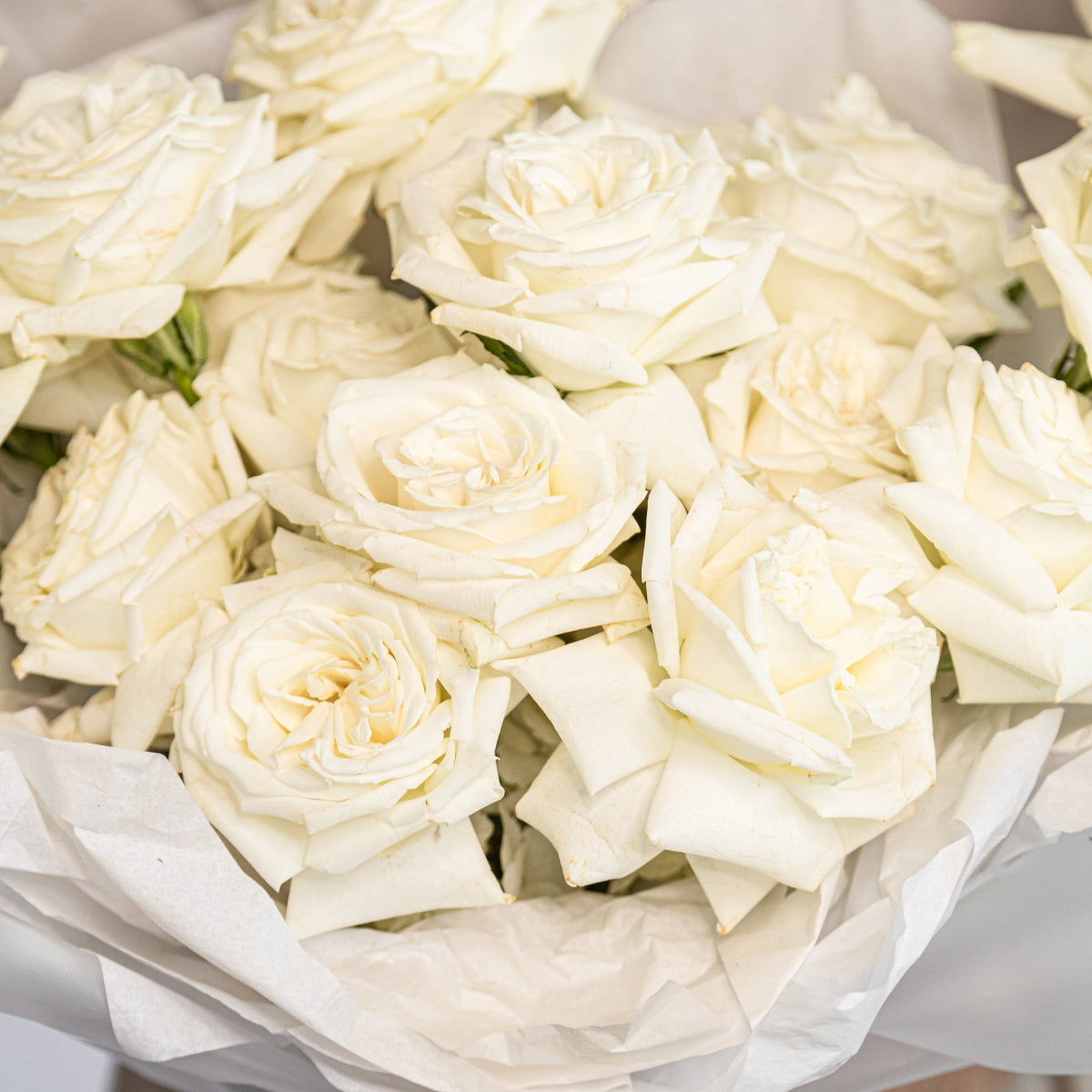 Bouquet with 25 / 50 / 75 Playa Blanca roses