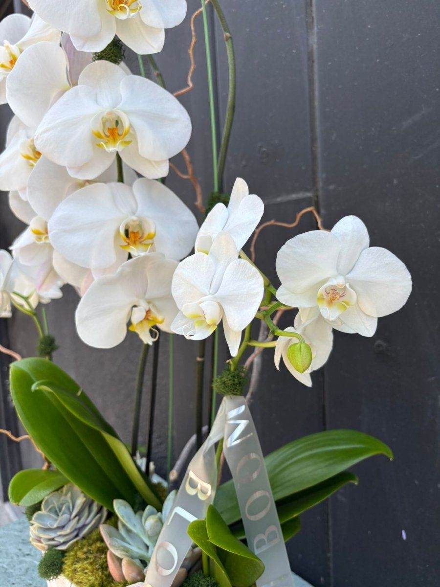 The Grand Cascade Orchid Boat