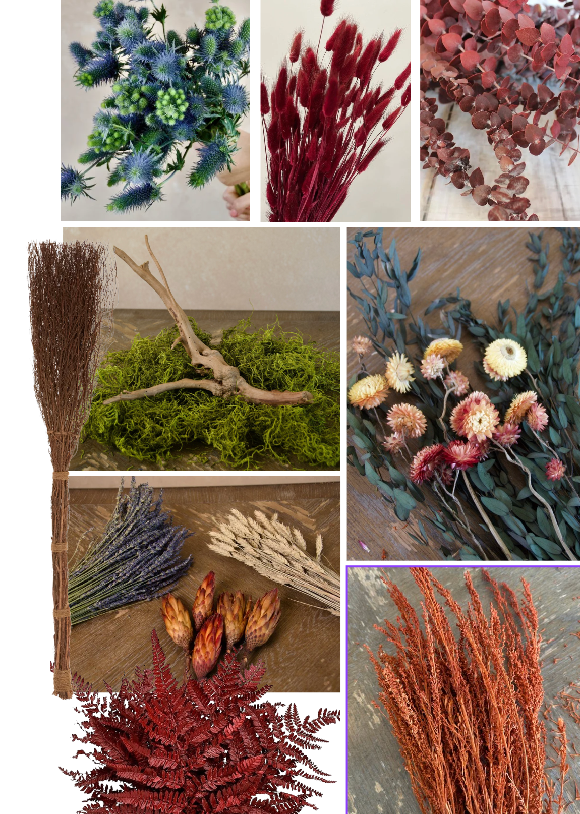 Beauty and Witches' Brooms — October 22