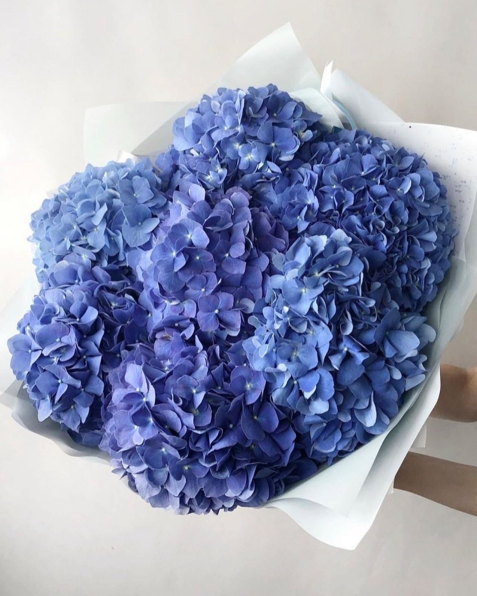 Fresh blue hydrangea bouquet wrapped in white tissue paper with full blooms and ruffled petals