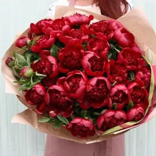 Burgundy peonies