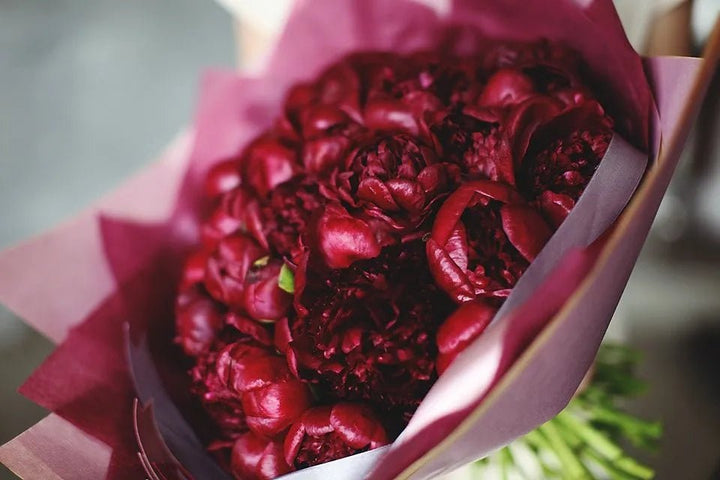 Burgundy peonies