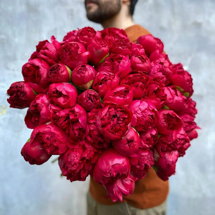 Burgundy peonies