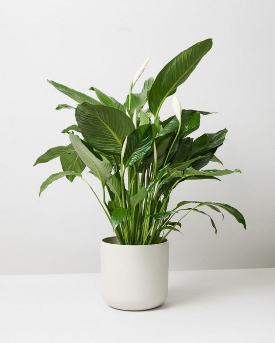 Spathiphyllum Peace Lily (Peace Lily)