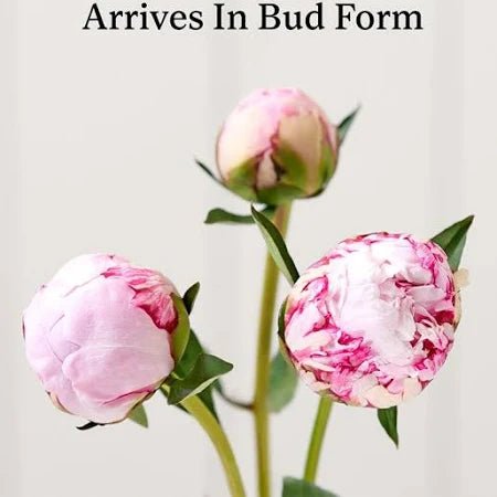 Three light pink peony buds with ruffled petals and green stems on white background