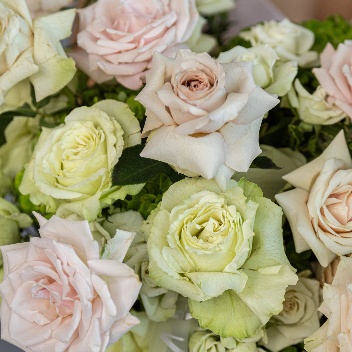 Pastel rose bouquet with cream, pale pink and light green roses arranged with green foliage in soft romantic style