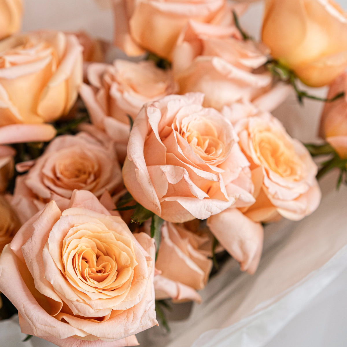 Soft peach and coral roses with layered ruffled petals arranged in an elegant bouquet on white marble surface