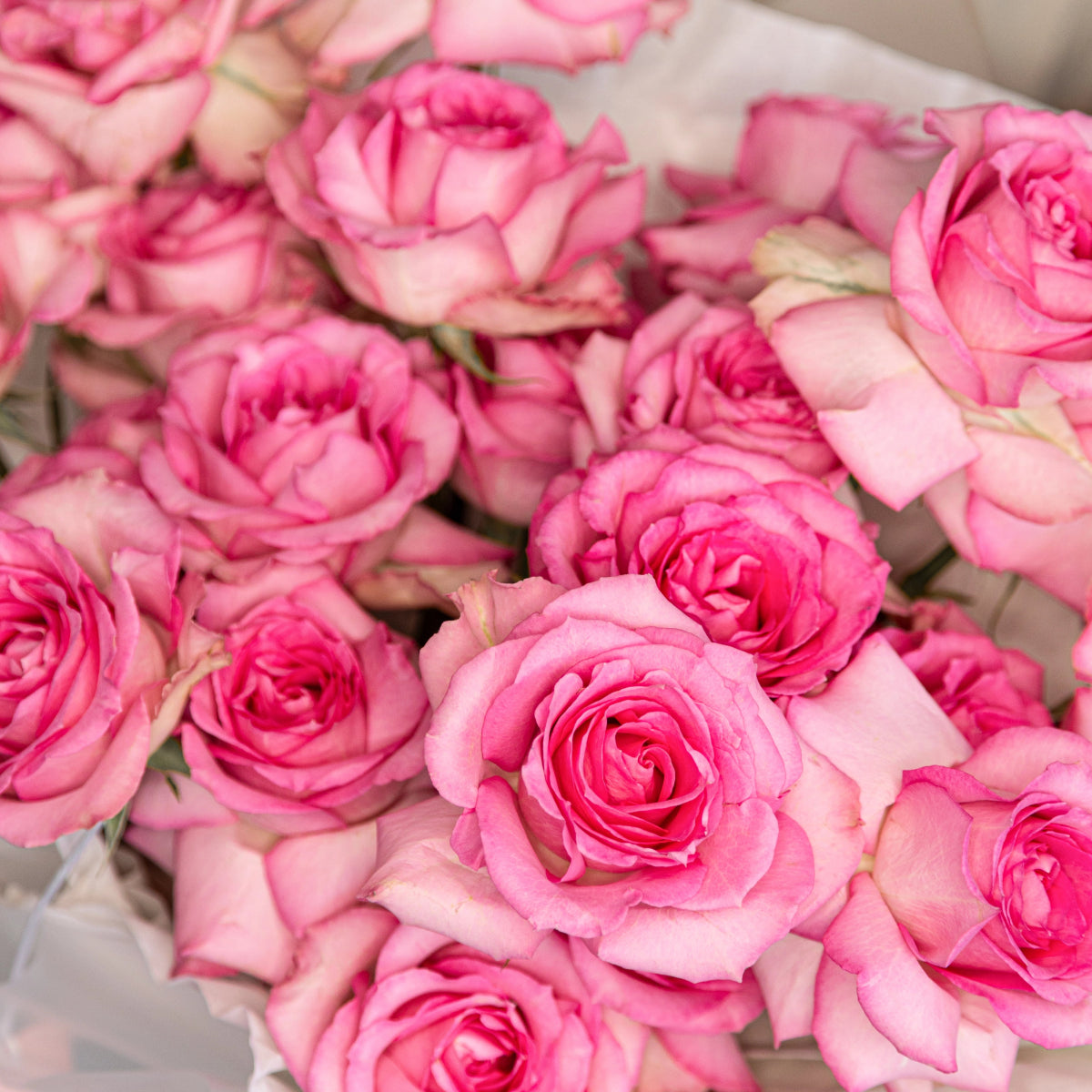 Pink Martina roses with layered ruffled petals wrapped in cream paper bouquet arrangement