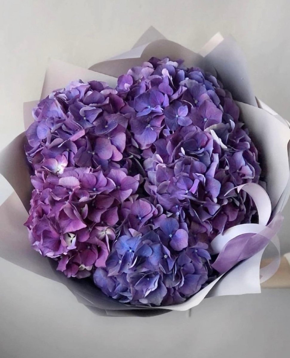 Purple hydrangea bouquet with lavender ribbon wrapped in white paper packaging