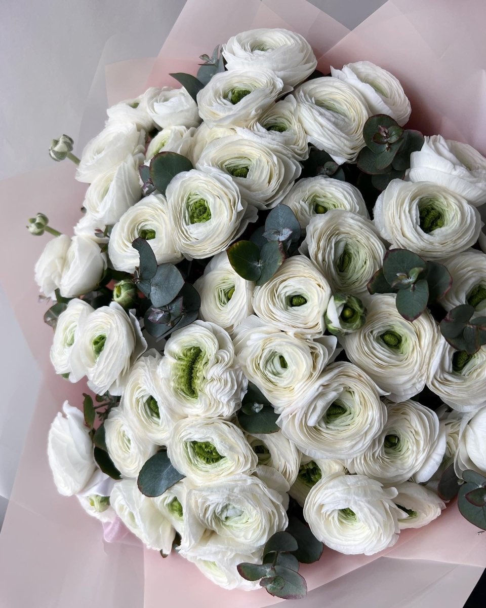 White ranunculus bouquet with eucalyptus leaves wrapped in soft pink paper, layered ruffled petals