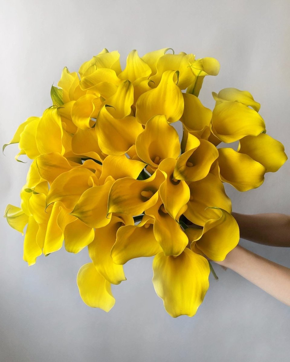 Bright yellow calla lily bouquet with elegant trumpet-shaped blooms held in hands against white background